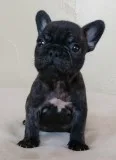 Sde sweet french bulldog puppies ready