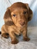 Fds brave miniature dachshund puppies