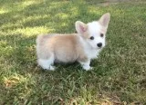 Wws agile pembroke welsh corgi puppies