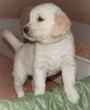 Wxd amazing golden retriever puppies