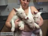 Dws awesome bull terrier puppies ready