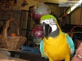 Active dna tested macaw parrots ready