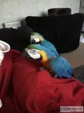 Beautiful blue and gold macaw parrots