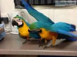 Beautiful harlegold macaw parrots