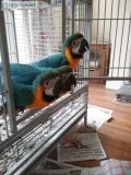 Friendly talking macaw parrots with cage