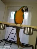 14 months old blue/gold macaw parrots 