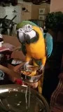 Tamed 14 months blue/gold macaw parrots