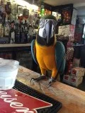 Tamed blue and gold macaw parrots ready