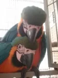 Young male/female macaw parrots