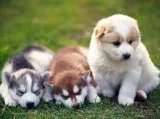 Loving m/f siberian husky puppies for sa