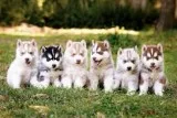 Outstand siberian husky puppies for sale