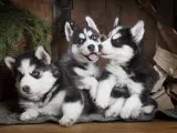 Cute siberian husky puppies for sa