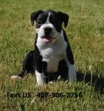 Litters of boston puppies