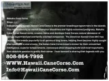 Cane corso puppies italian mastiff