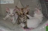 Devon rex kittens available 