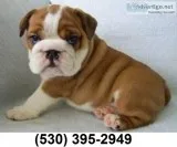 Scfsd young english bulldog puppies
