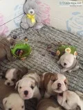 English bulldog puppies