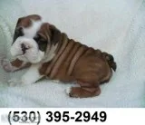 Dsd good looking english bulldog puppies