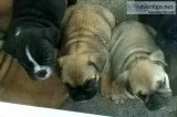 Mix english bulldog puppies