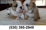 Ygjhgj wonderful english bulldog puppies