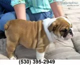 Vghjk affordable english bulldog puppies