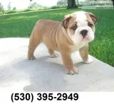 Hjnty affordable english bulldog puppies