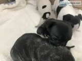 Quality french bulldog puppies