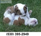 Saf outstanding english bulldog puppies