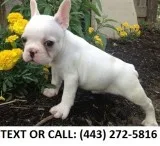 Nahf white french bulldog puppies