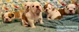 English bulldog puppies