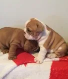 Rear english bulldog