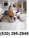 Yufgdg good love english bulldog puppies