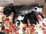 Kc french bulldogs