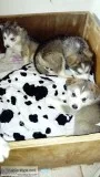 Siberian husky blue eyes puppies