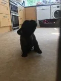 Pure black french bulldog puppies