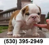 Qsxt super sweet english bulldog puppies
