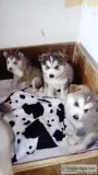 Blue eyes siberian husky