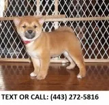Ggnt shiba inu puppies for sale