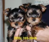 Ertfgrt beautiful yorkie puppies male f