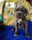 Cute neapolitan mastiff puppies for sale