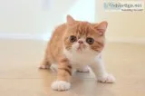 Esh kittens