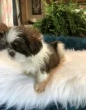 Beautiful shih tzu poppy for new homes