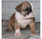 Akc english bulldog available for new ho