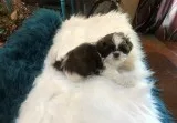 Cute molly shih tzu pop lookin for new h