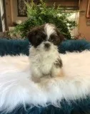 Shih tzu puppy searching for new home