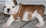 Gorgeous english bulldog for new homes