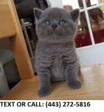 Fnt british shorthair kittens for sale