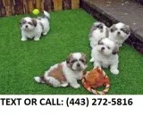 Nyst shih tzu puppies for sale