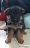 German shepherd puppies for sale