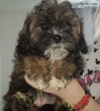 Poodle puppies for sale